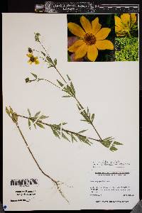 Bidens polylepis image