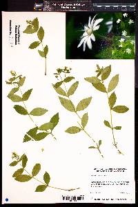 Stellaria pubera image