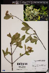 Image of Viburnum nudum