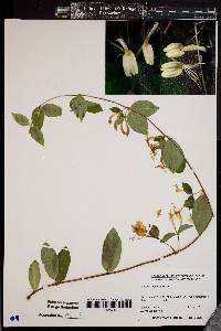 Lonicera japonica image