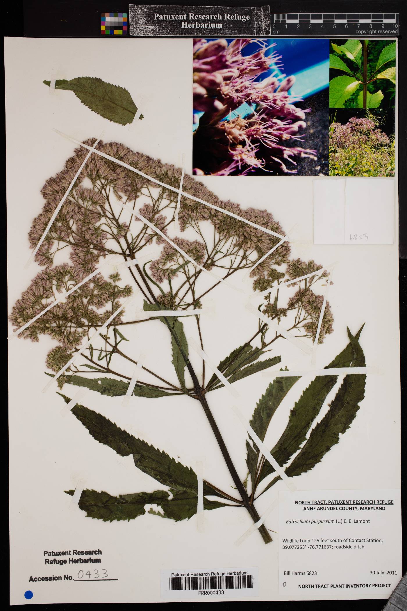 Eutrochium purpureum var. purpureum image