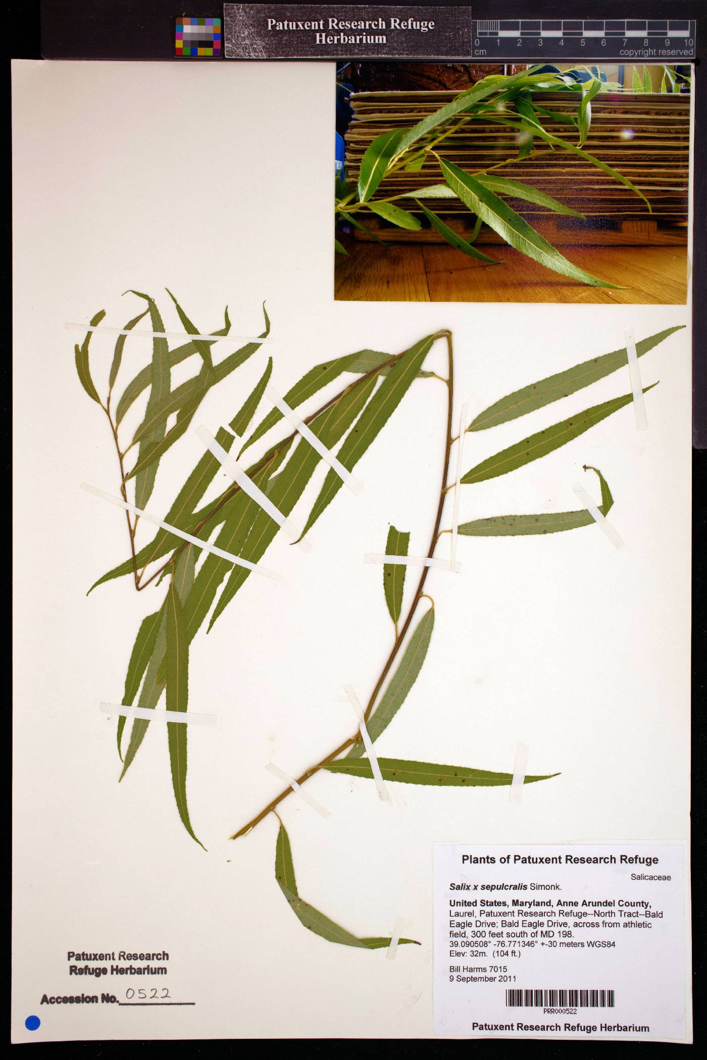 Salix x sepulcralis image