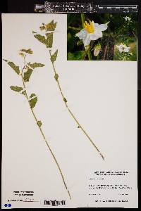 Solanum carolinense var. carolinense image