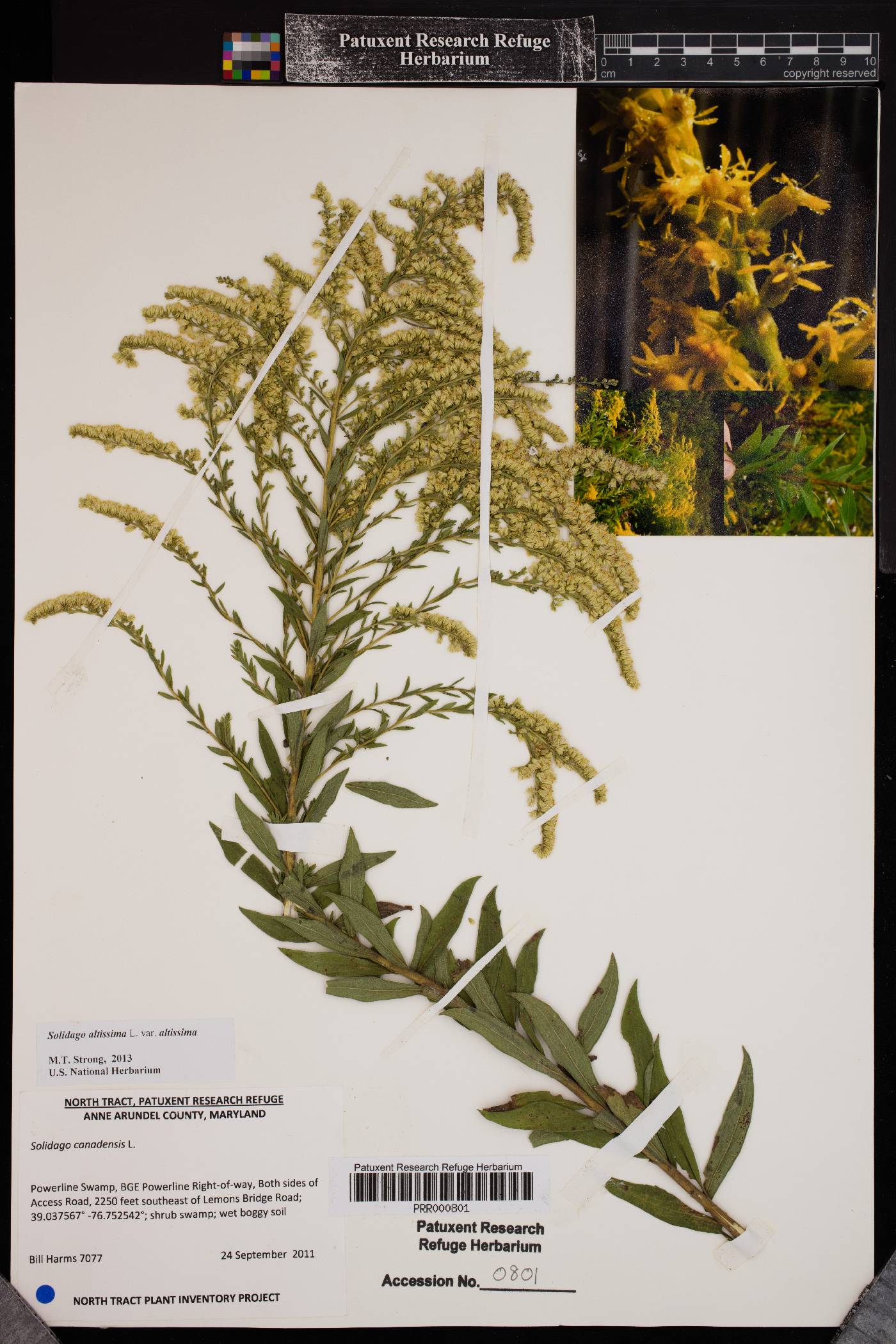 Solidago altissima var. altissima image