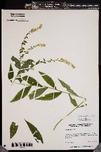 Solidago ulmifolia image