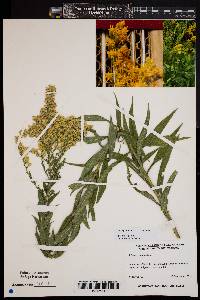 Solidago altissima image