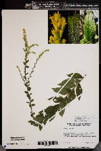 Solidago rugosa image