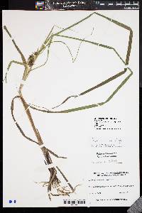 Carex intumescens var. intumescens image