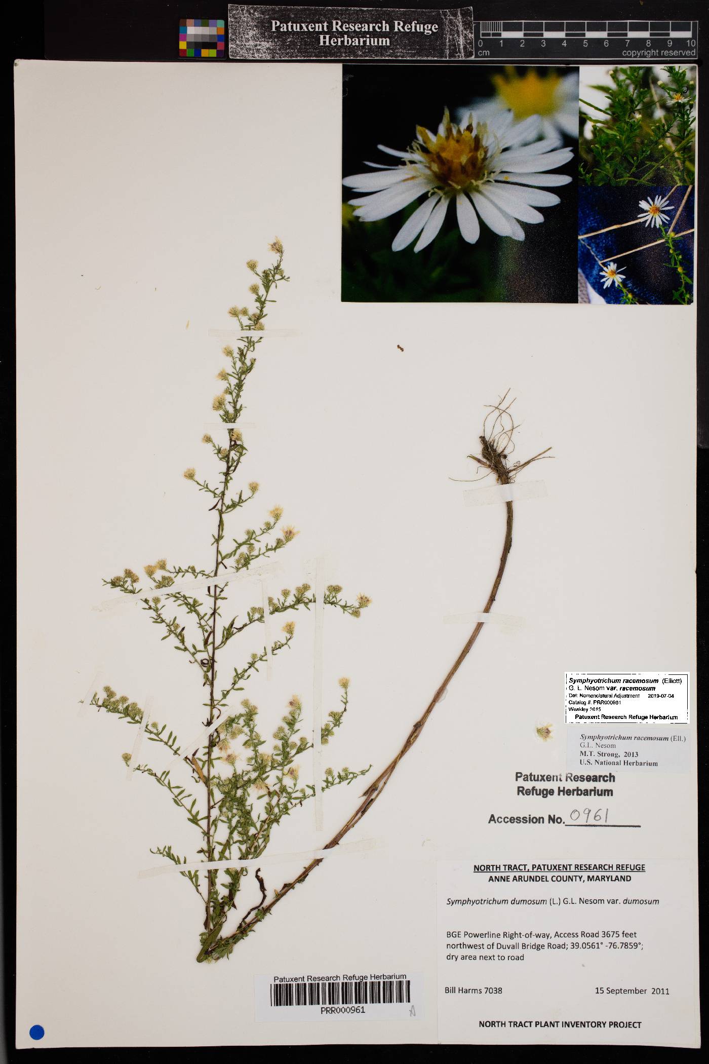 Symphyotrichum racemosum var. racemosum image