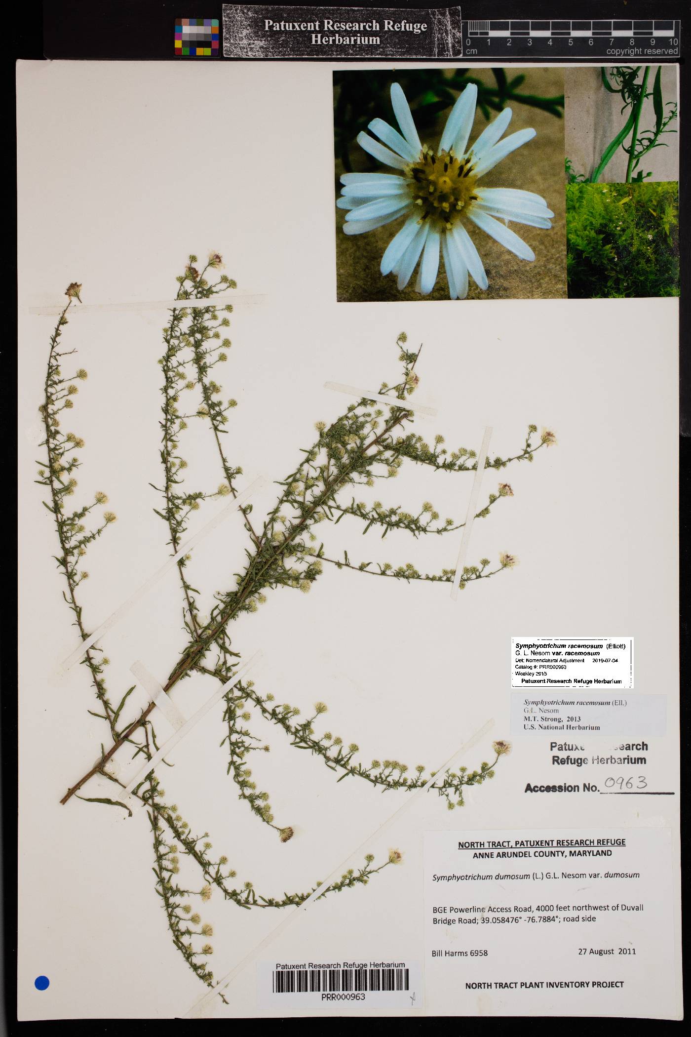 Symphyotrichum racemosum var. racemosum image