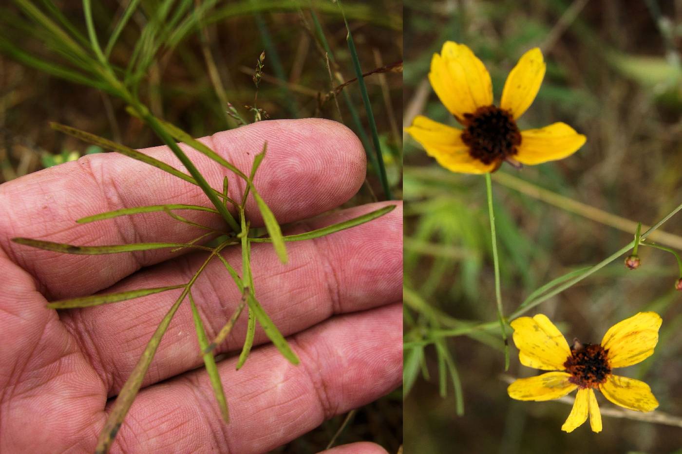 Coreopsis tinctoria var. tinctoria image