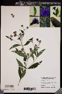 Image of Vernonia glauca