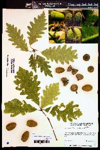 Image of Quercus × saulii