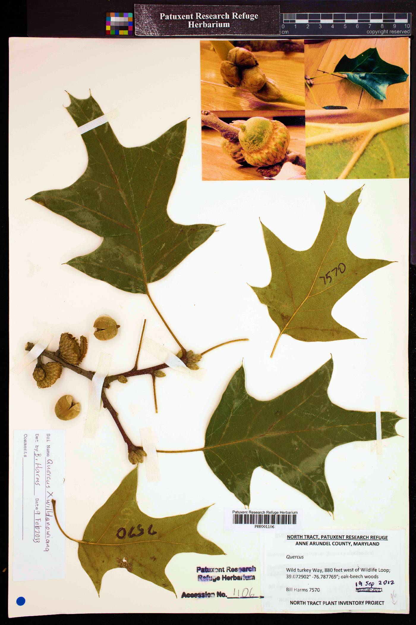 Quercus x willdenowiana image