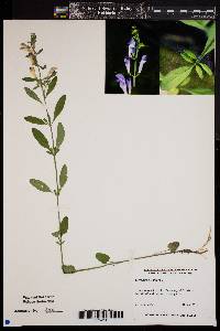 Scutellaria integrifolia image