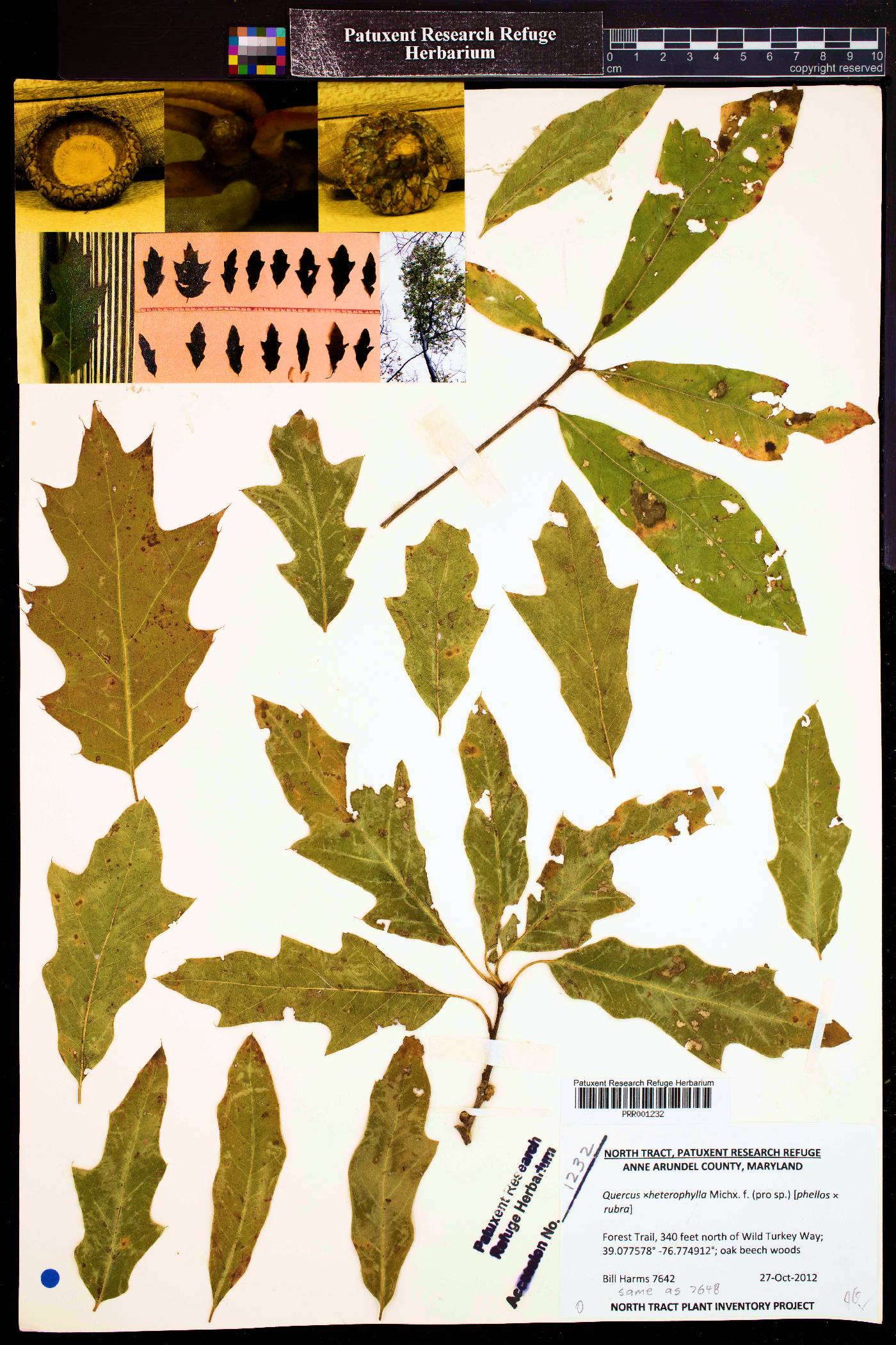 Quercus x heterophylla image