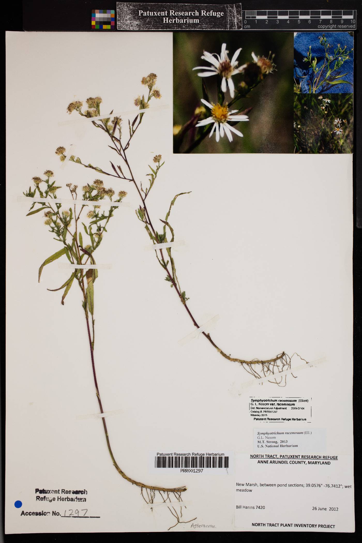 Symphyotrichum racemosum var. racemosum image