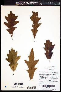 Quercus x humidicola image