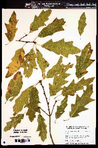 Quercus x heterophylla image