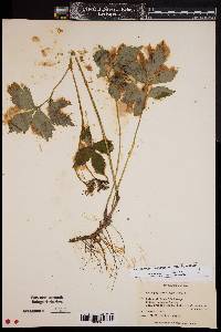 Hydrophyllum virginianum var. virginianum image
