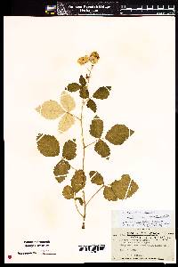 Image of Rubus armeniacus