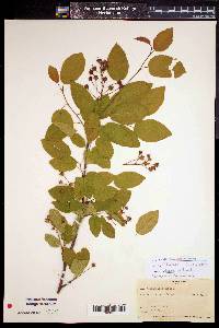 Amelanchier arborea image