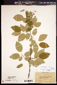 Amelanchier arborea image