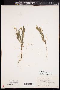 Crotalaria sagittalis var. sagittalis image