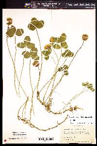 Trifolium repens image