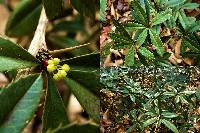Berberis julianae image