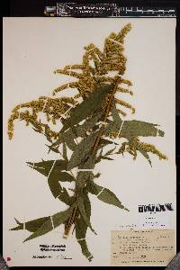 Solidago gigantea image