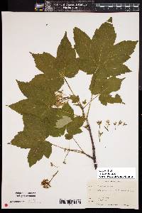 Acer pseudoplatanus image