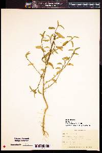 Sida spinosa image