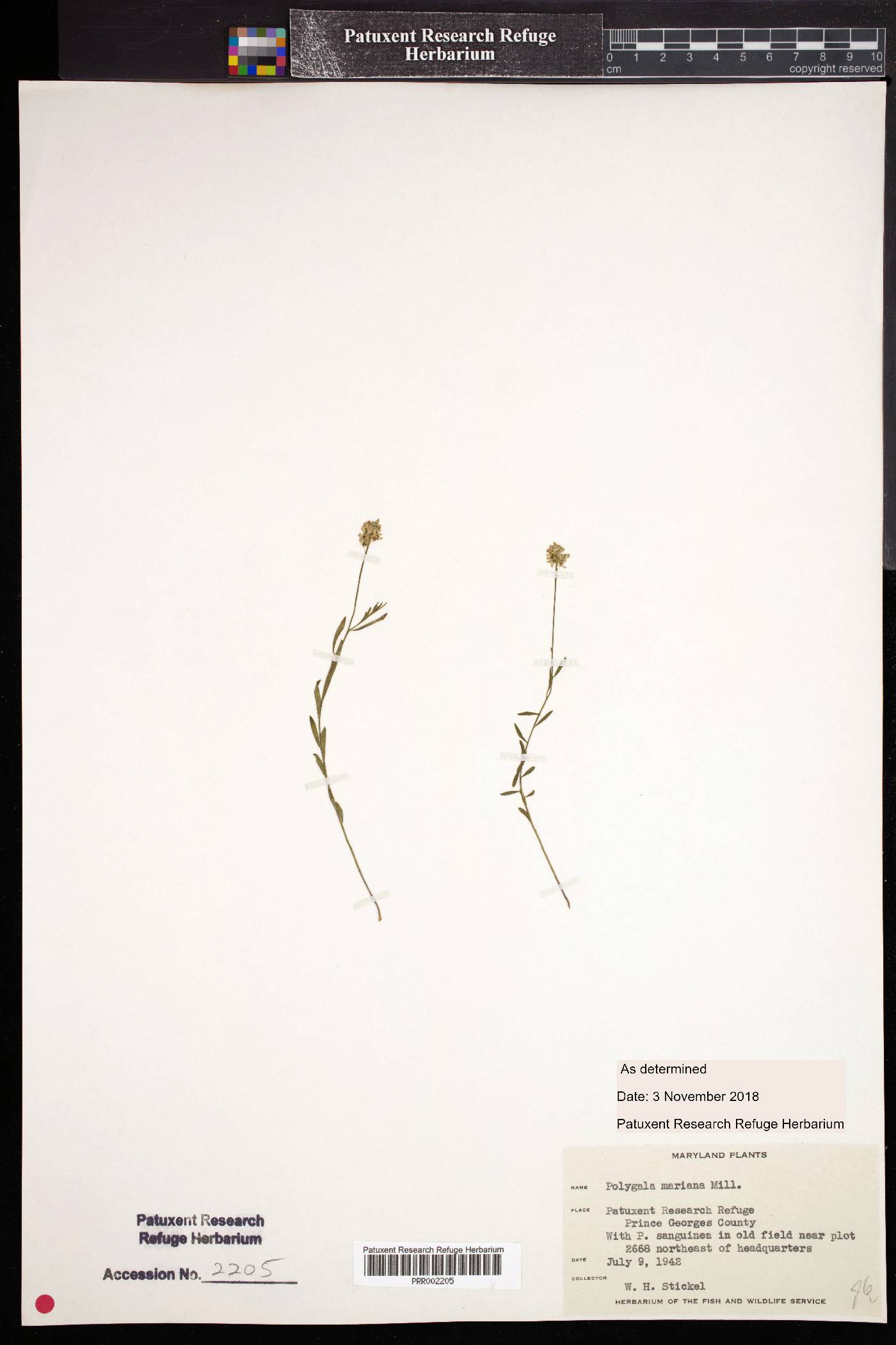 Polygala mariana image