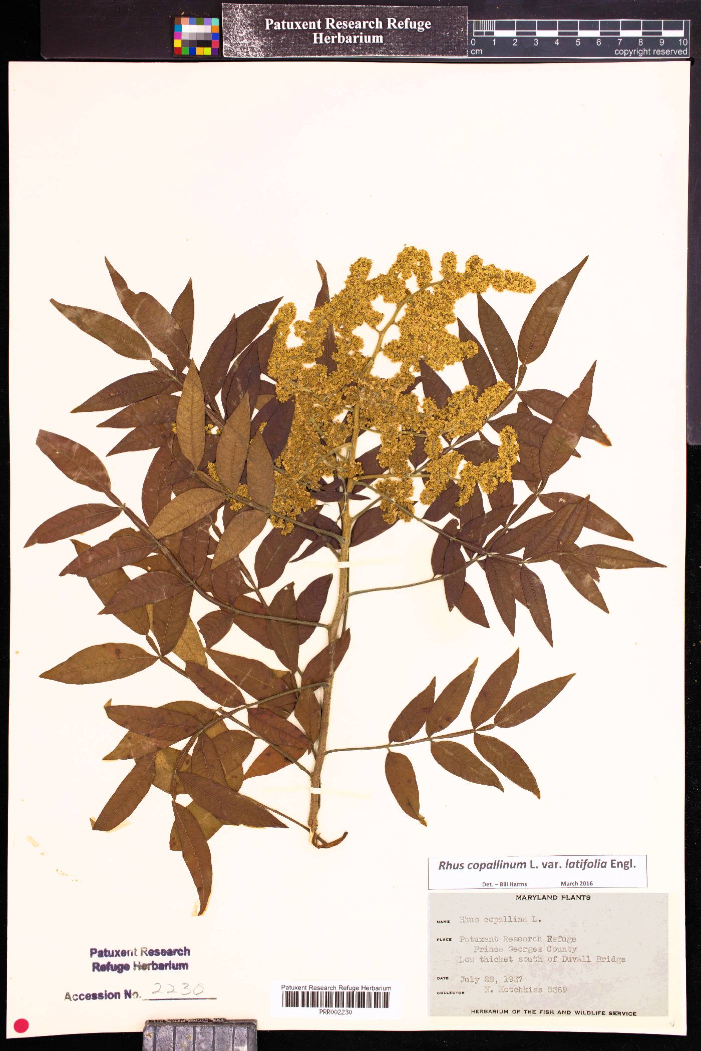 Rhus copallinum var. latifolia image