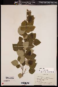Image of Populus tremula