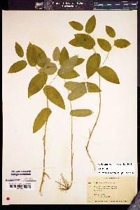Image of Uvularia perfoliata