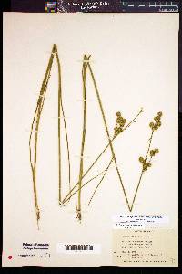 Juncus scirpoides var. scirpoides image