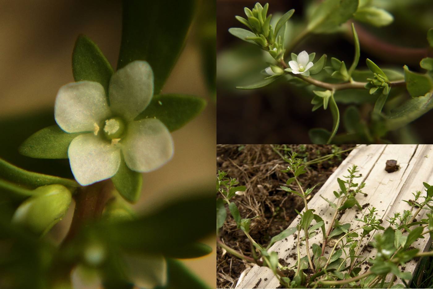 Veronica peregrina var. peregrina image