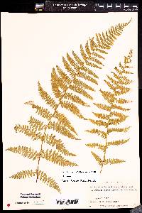 Dennstaedtia punctilobula image