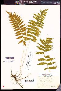 Image of Thelypteris simulata