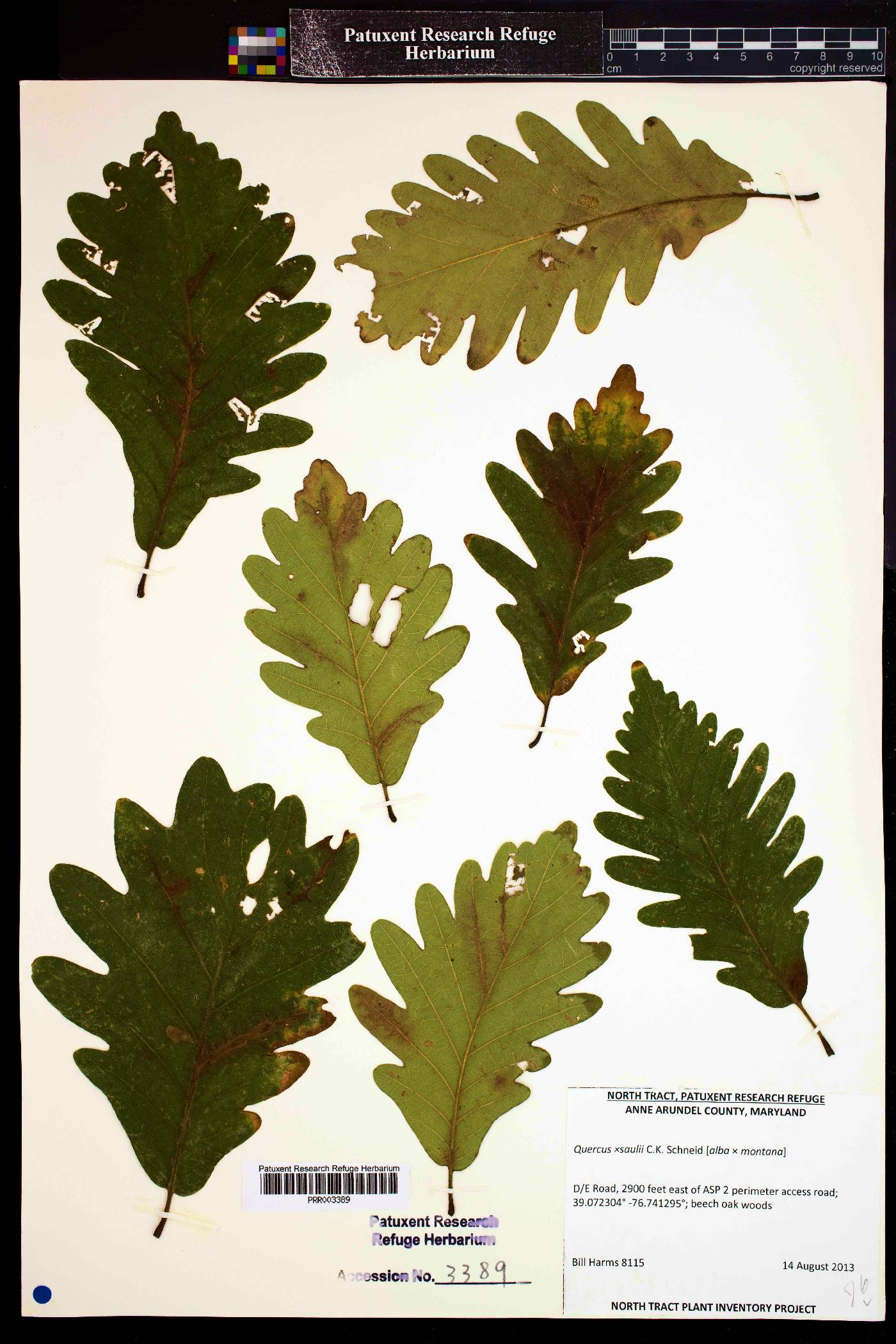 Quercus × saulii image