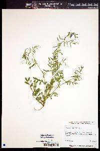 Vicia sativa image