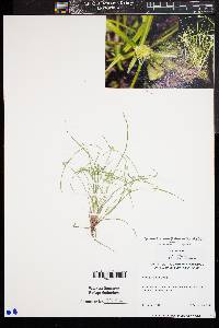 Image of Cyperus hortensis