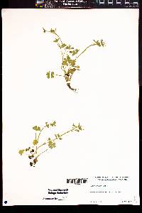 Ranunculus parviflorus image