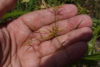 Rhynchospora corniculata image