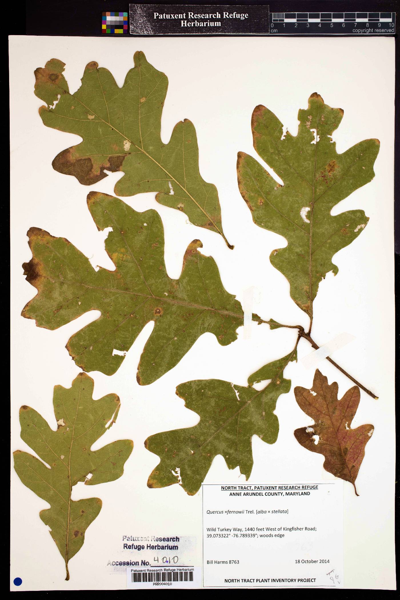 Quercus × fernowii image