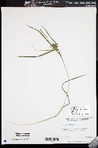 Carex intumescens var. intumescens image