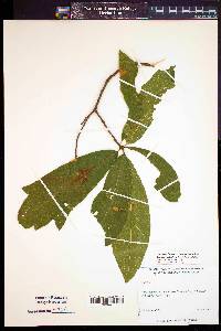 Quercus x subfalcata image