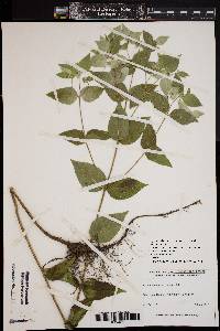 Pycnanthemum incanum var. incanum image